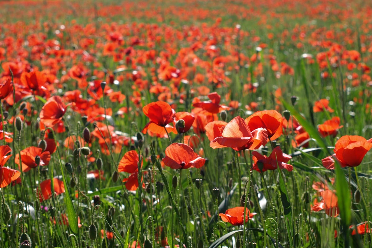 Flowers Plantation